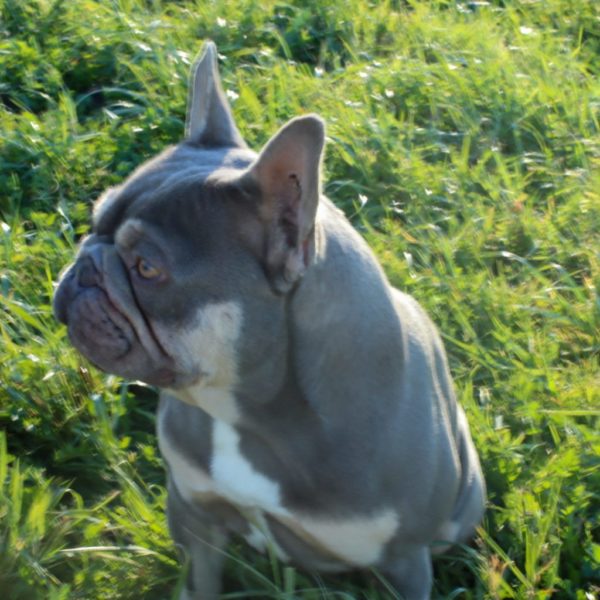 Benjamin is very stunning light silver blue lilac boy with great bone structure. He loves to run and be in company of people .